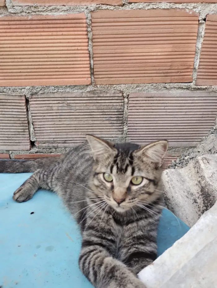 Gato raça SRD-ViraLata idade 2 a 6 meses nome Michel