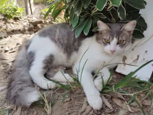 Gato raça SRD-ViraLata idade 7 a 11 meses nome Bolilha