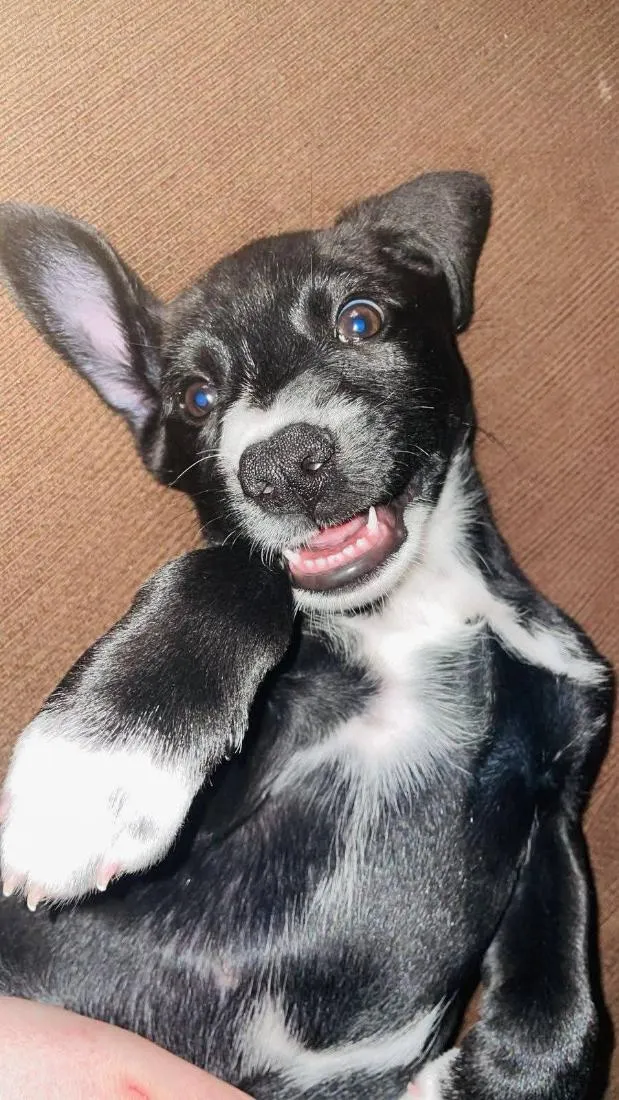 Cachorro raça SRD-ViraLata idade 2 a 6 meses nome Kiara