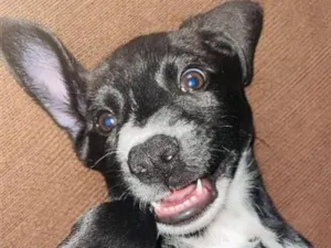 Cachorro raça SRD-ViraLata idade 2 a 6 meses nome Kiara