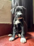 Kiara