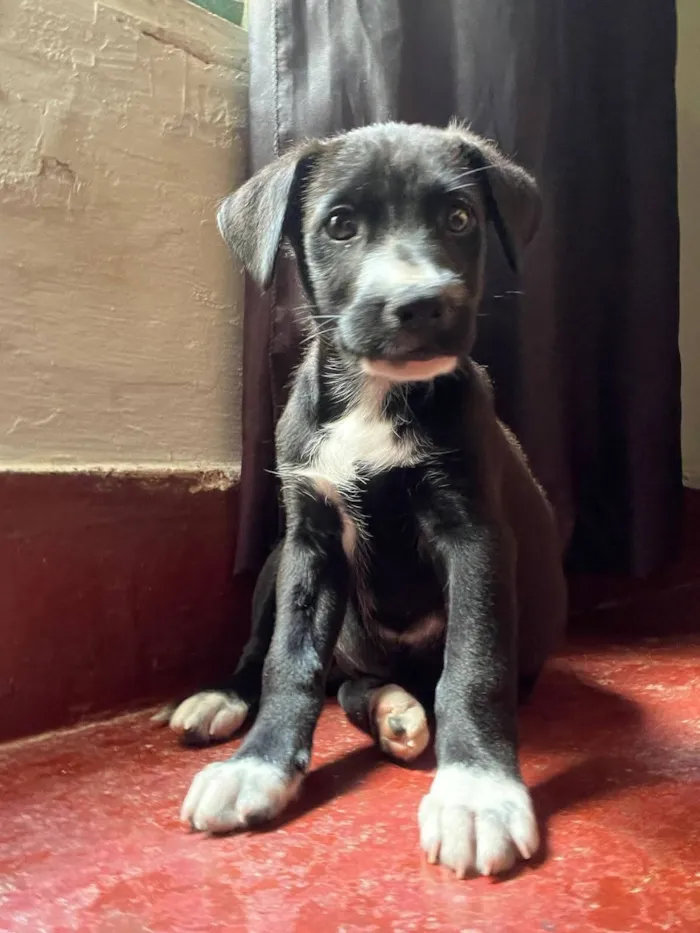 Cachorro raça SRD-ViraLata idade 2 a 6 meses nome Kiara