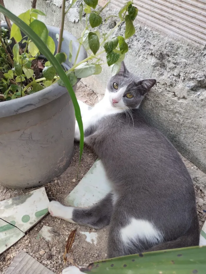 Gato raça SRD-ViraLata idade 2 a 6 meses nome João 