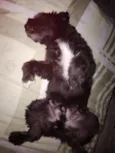Teddy