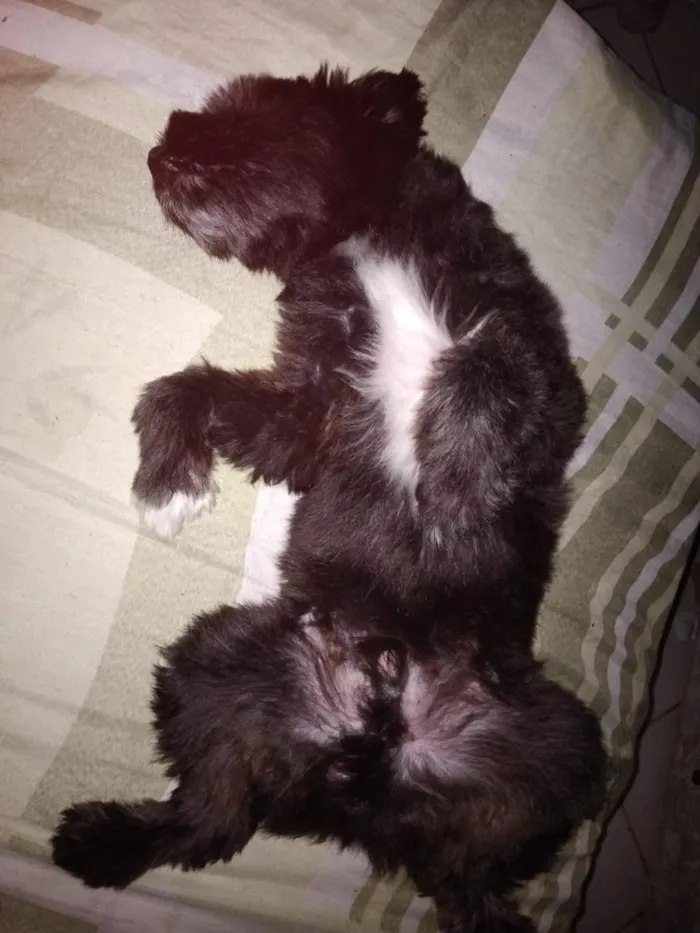 Cachorro raça Poodle idade 3 anos nome Teddy