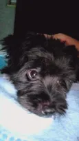 Teddy