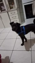 Teddy