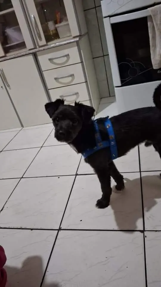 Cachorro raça Poodle idade 3 anos nome Teddy