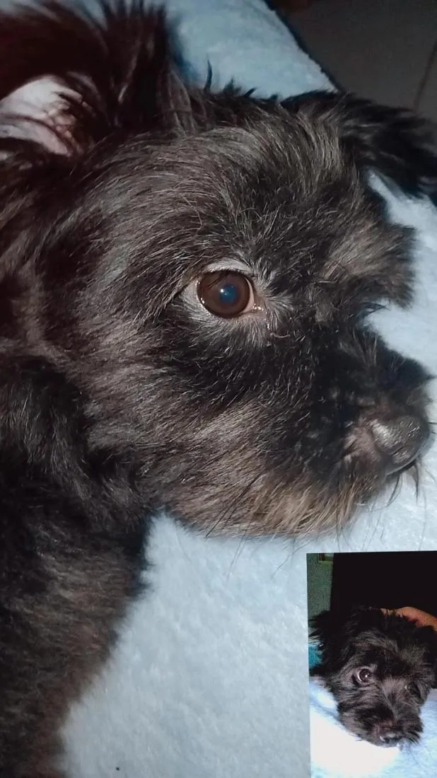 Cachorro raça Poodle idade 3 anos nome Teddy