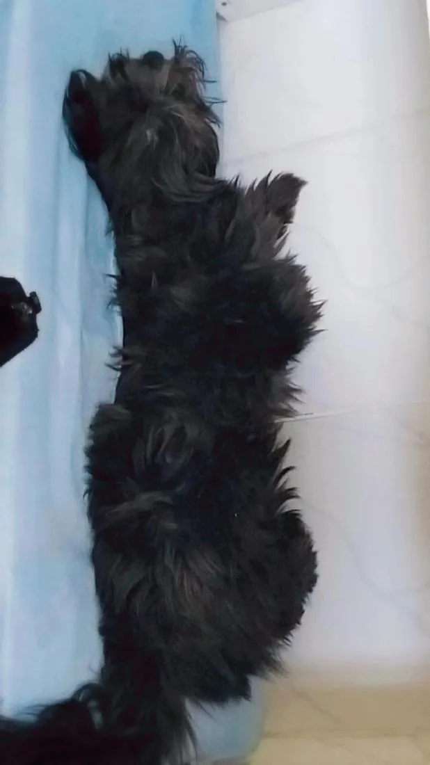 Cachorro raça Poodle idade 3 anos nome Teddy