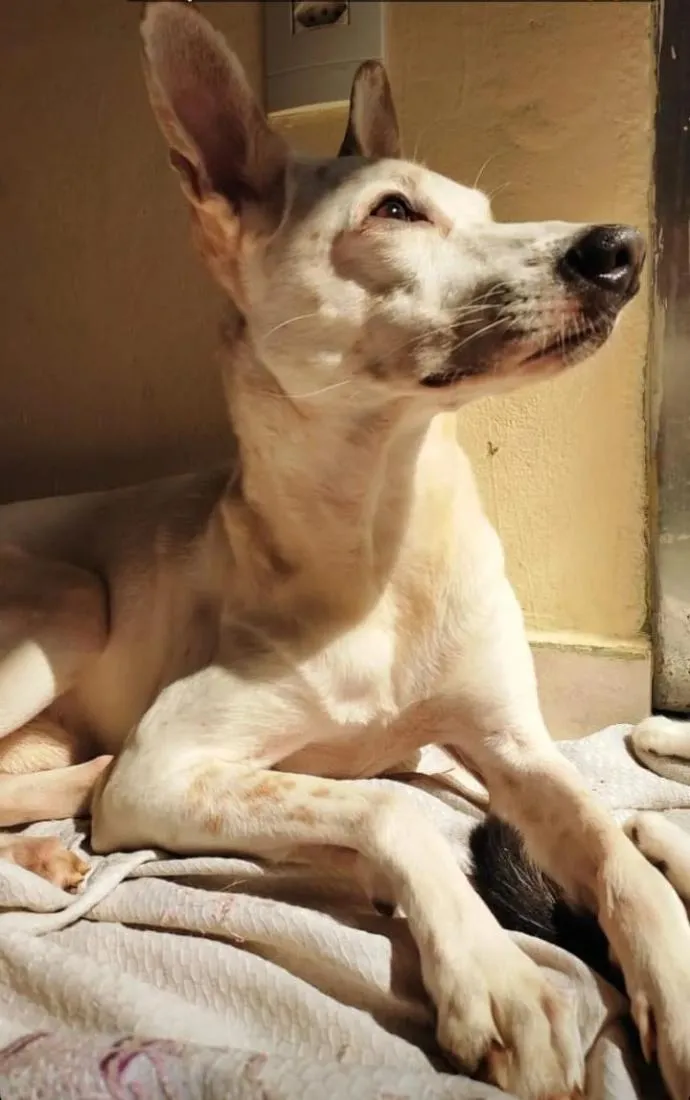 Cachorro raça SRD-ViraLata idade 6 ou mais anos nome Badoo