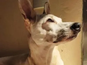 Cachorro raça SRD-ViraLata idade 6 ou mais anos nome Badoo