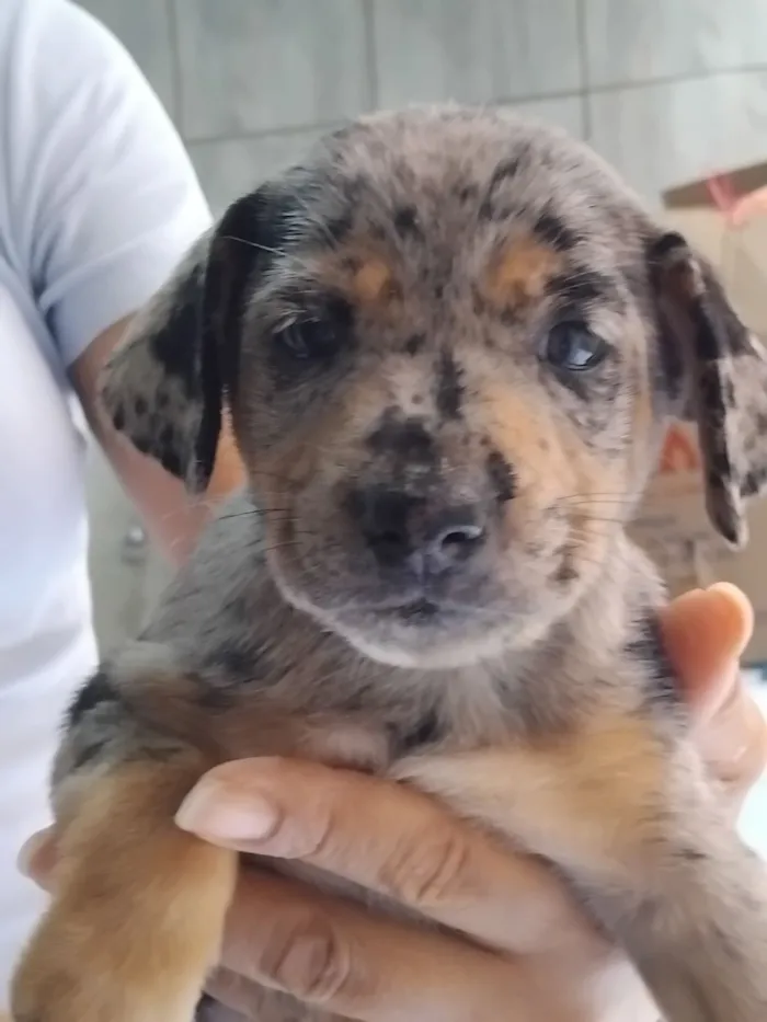 Cachorro raça SRD-ViraLata idade 2 a 6 meses nome Mel