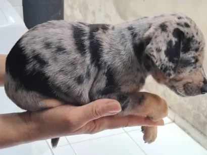 Cachorro raça SRD-ViraLata idade 2 a 6 meses nome Mel