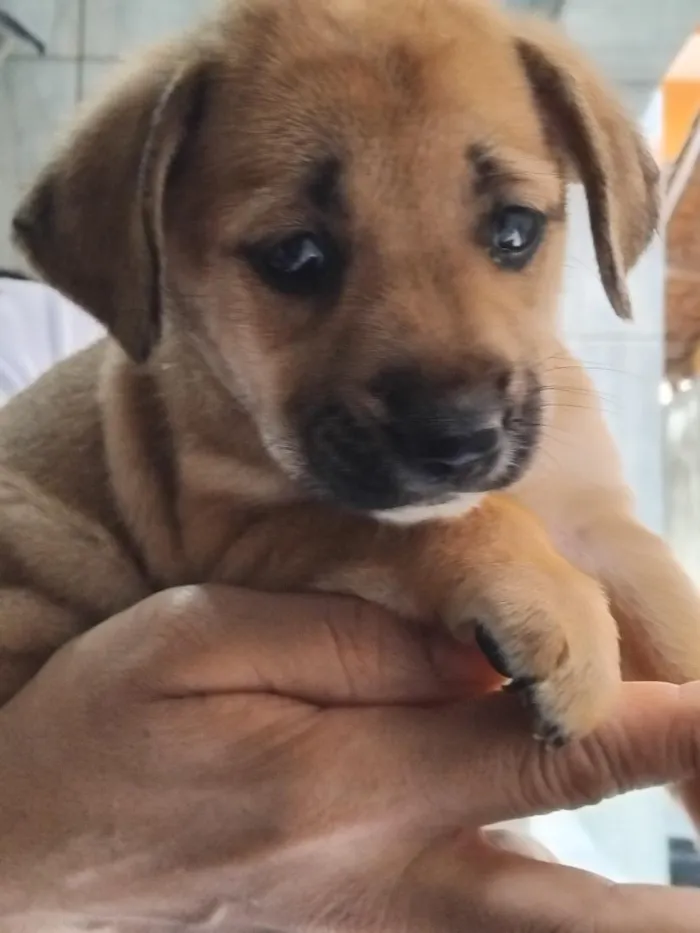 Cachorro raça SRD-ViraLata idade Abaixo de 2 meses nome kitty
