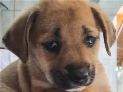 Cachorro raça SRD-ViraLata idade Abaixo de 2 meses nome kitty