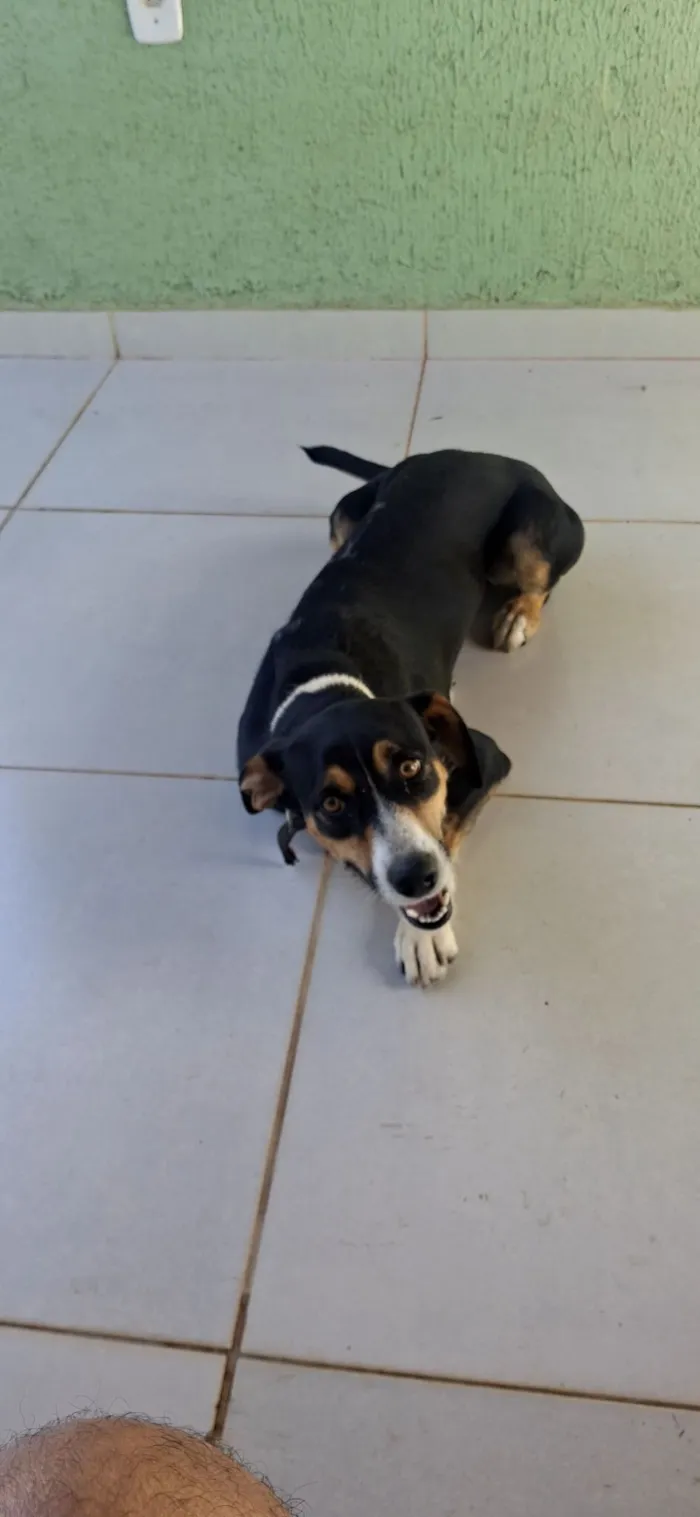 Cachorro raça SRD-ViraLata idade 2 anos nome Malu