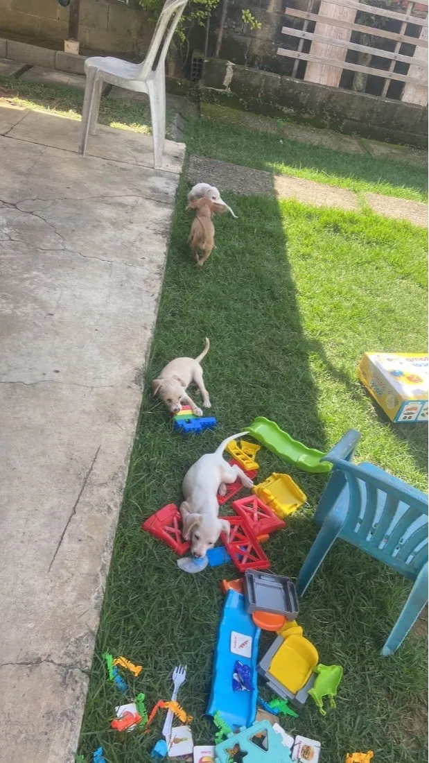 Cachorro raça SRD-ViraLata idade 2 a 6 meses nome Não tem nome