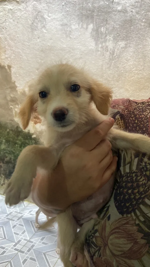 Cachorro raça SRD-ViraLata idade 2 a 6 meses nome Sem nome 