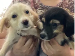 Cachorro raça SRD-ViraLata idade 2 a 6 meses nome Sem nome 