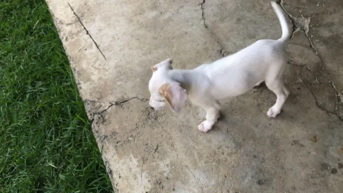 Cachorro raça SRD-ViraLata idade 2 a 6 meses nome Não tem nome