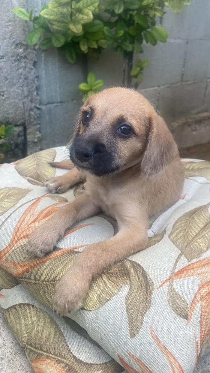 Cachorro raça SRD-ViraLata idade 2 a 6 meses nome Não tem nome