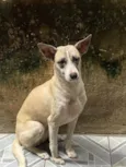 Pérola 