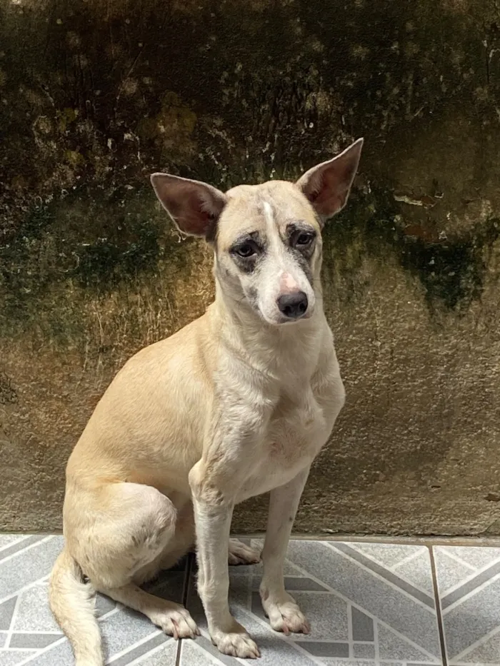Cachorro raça SRD-ViraLata idade 2 anos nome Pérola 