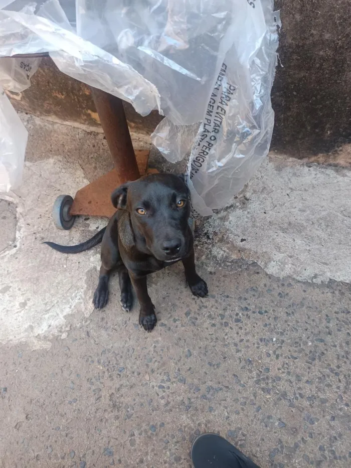 Cachorro raça SRD-ViraLata idade 7 a 11 meses nome Mandru