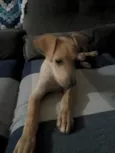 apolo