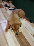 Nala