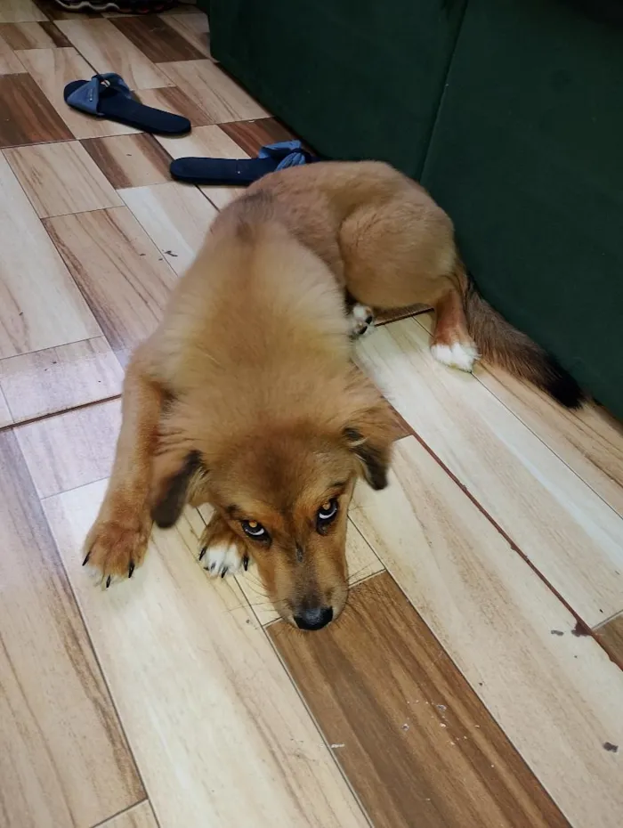 Cachorro raça SRD-ViraLata idade 2 a 6 meses nome Nala