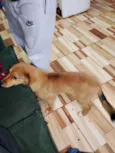 Nala