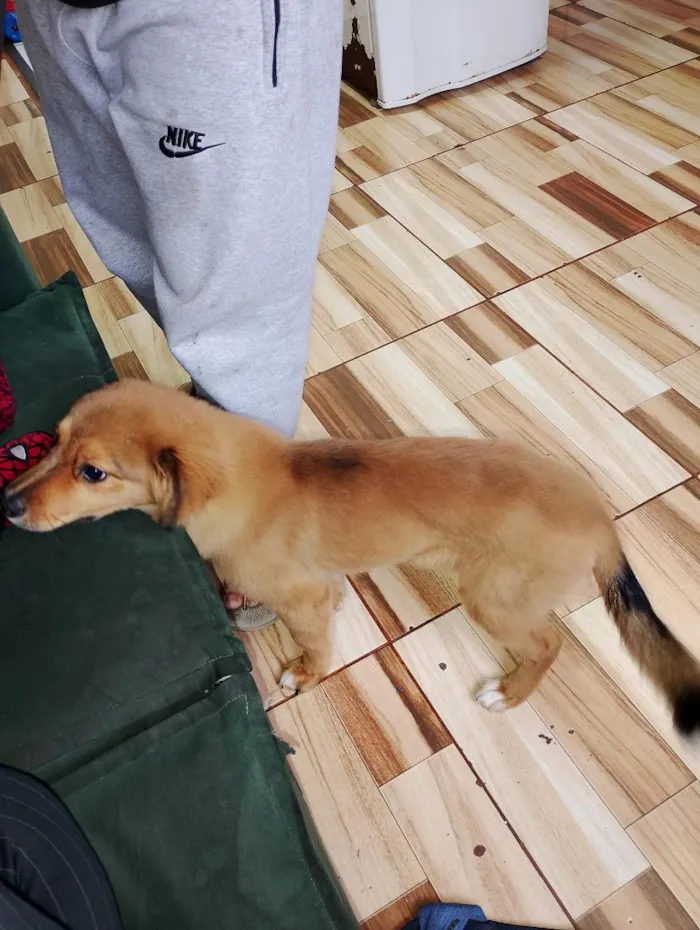 Cachorro raça SRD-ViraLata idade 2 a 6 meses nome Nala