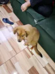 Nala