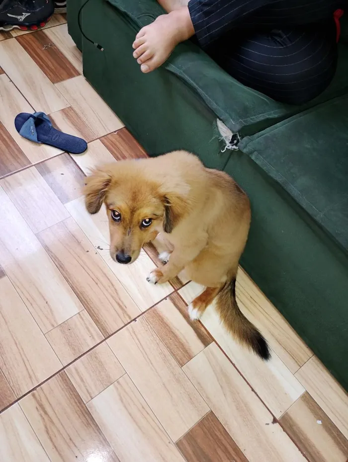Cachorro raça SRD-ViraLata idade 2 a 6 meses nome Nala