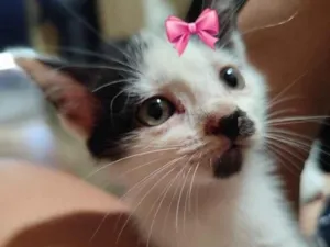 Gato raça SRD-ViraLata idade 2 a 6 meses nome maya
