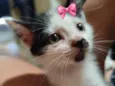 maya