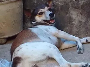 Cachorro raça SRD-ViraLata idade 3 anos nome Vaquinha e Anny