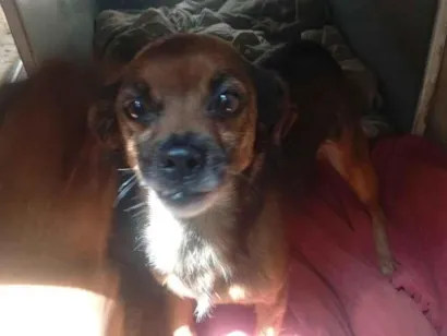Cachorro raça SRD-ViraLata idade 6 ou mais anos nome mel