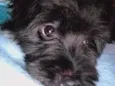 Teddy