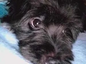 Cachorro raça Poodle idade 3 anos nome Teddy