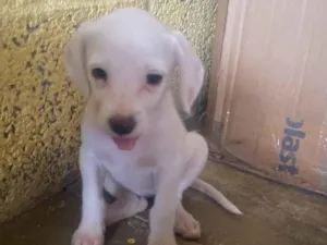 Cachorro raça SRD-ViraLata idade 2 a 6 meses nome Não tem nome
