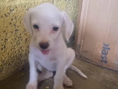 Cachorro raça SRD-ViraLata idade 2 a 6 meses nome Não tem nome