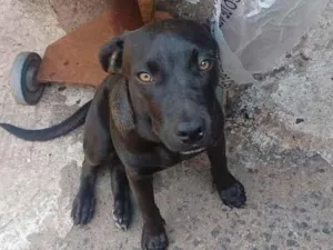 Cachorro raça SRD-ViraLata idade 7 a 11 meses nome Mandru