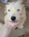 são peludos da língua roxa 