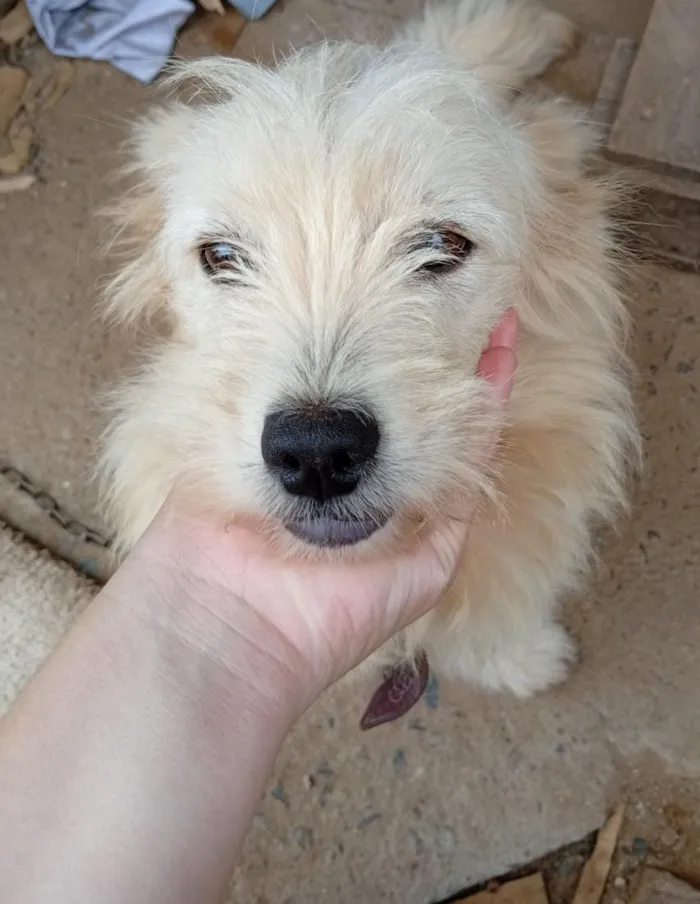 Cachorro raça SRD-ViraLata idade 2 a 6 meses nome são peludos da língua roxa 