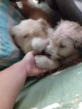 são peludos da língua roxa