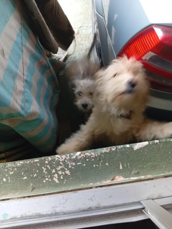Cachorro raça SRD-ViraLata idade 2 a 6 meses nome são peludos da língua roxa 