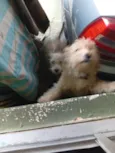 são peludos da língua roxa